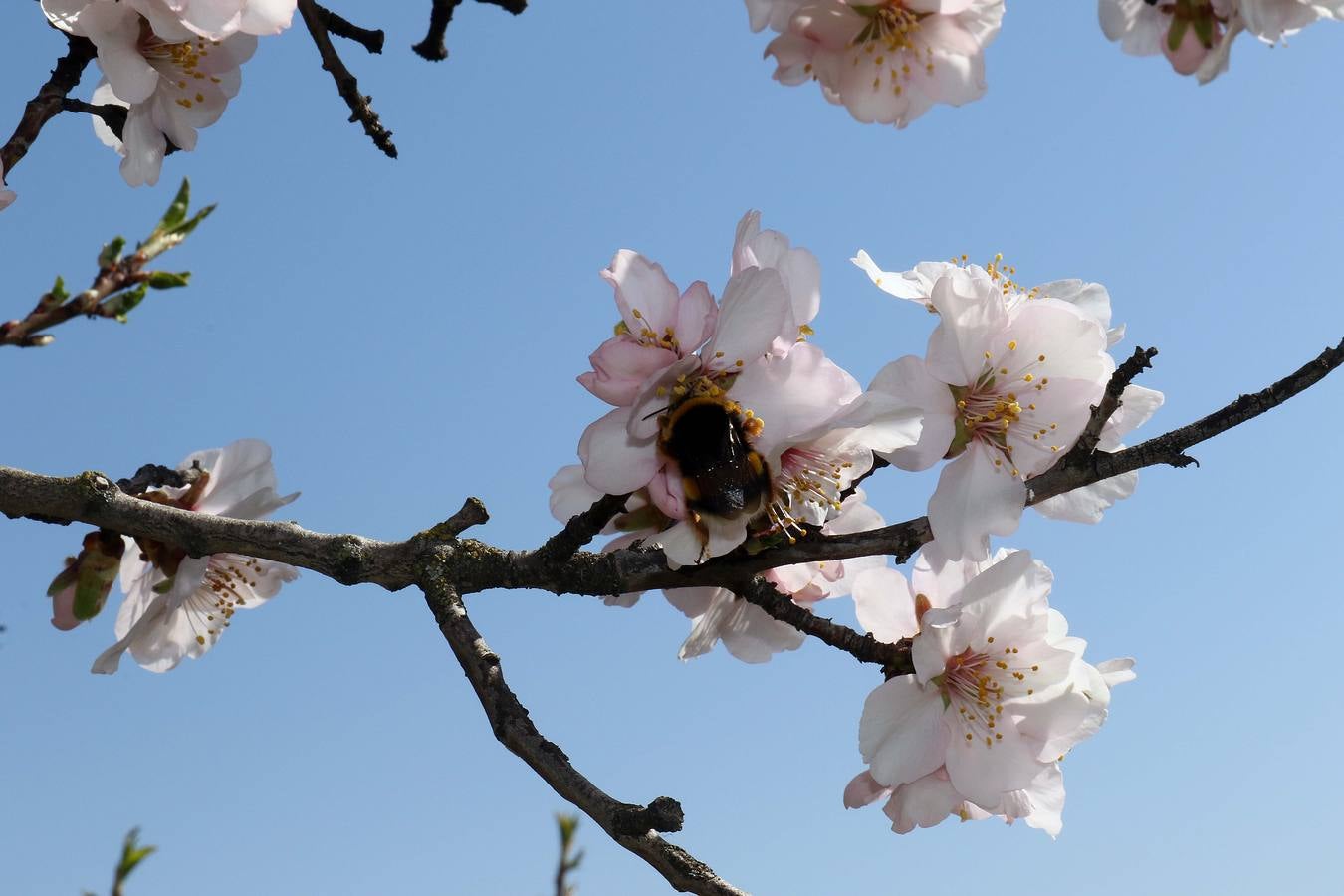 Fotos: Los almendros ya están en flor