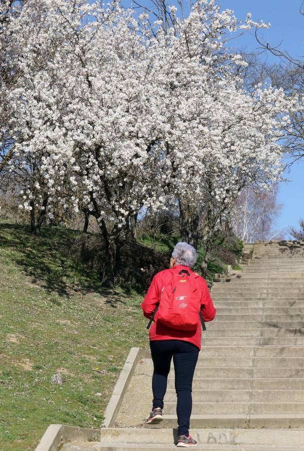 Fotos: Los almendros ya están en flor