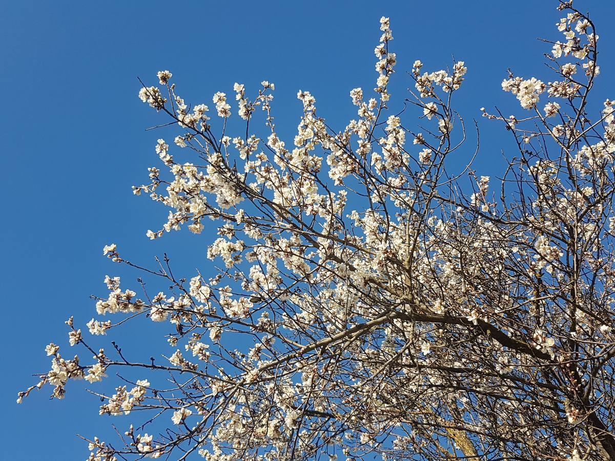 Fotos: Los almendros ya están en flor