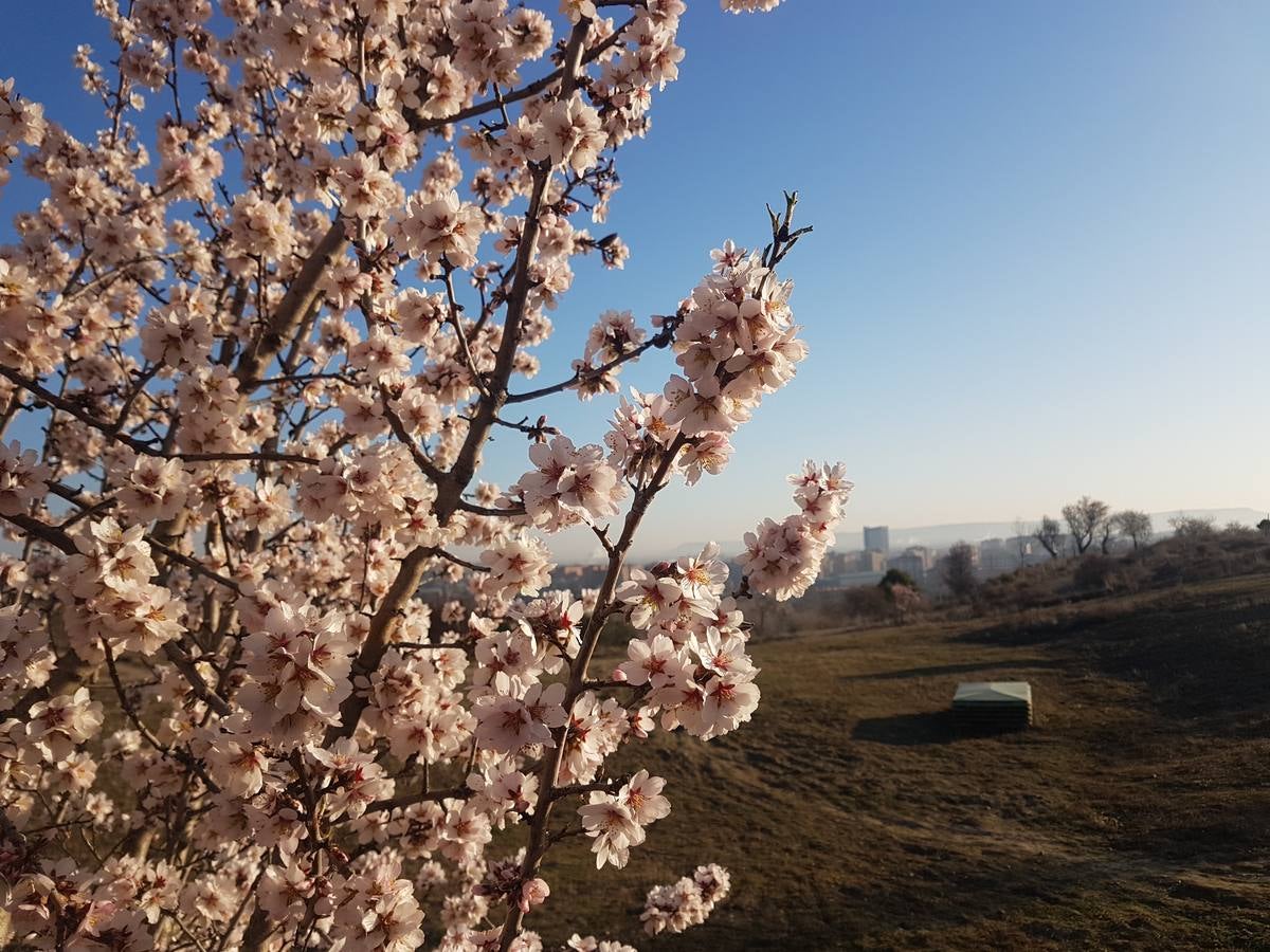 Fotos: Los almendros ya están en flor