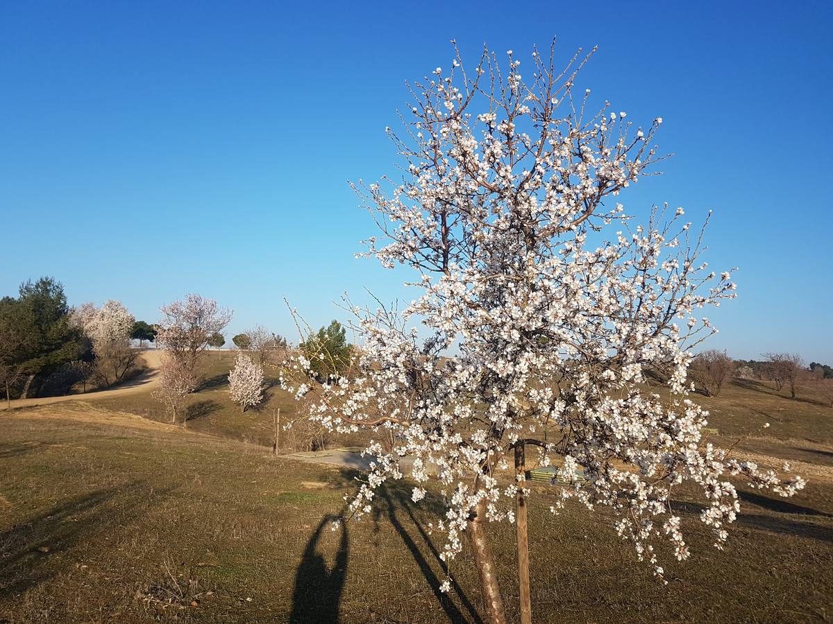 Fotos: Los almendros ya están en flor