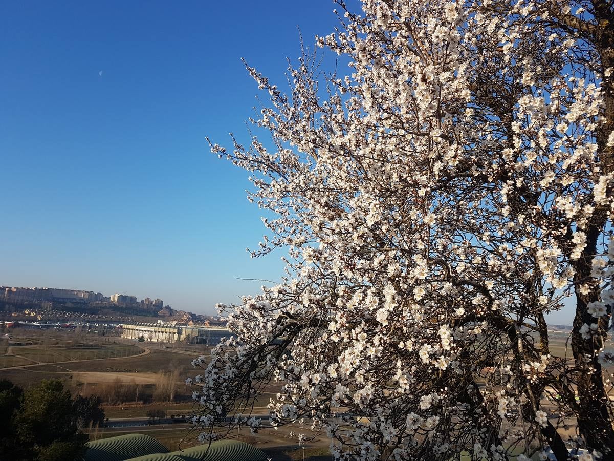 Fotos: Los almendros ya están en flor