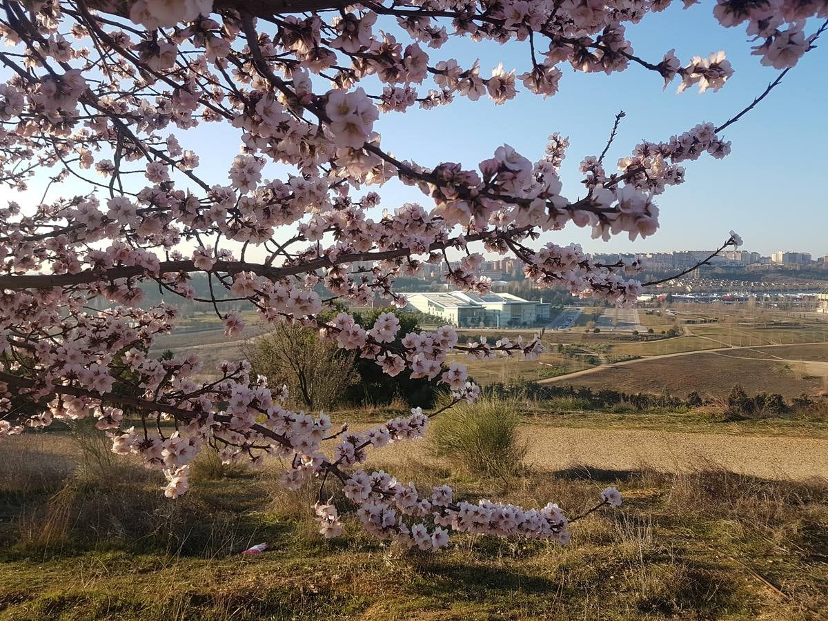 Fotos: Los almendros ya están en flor