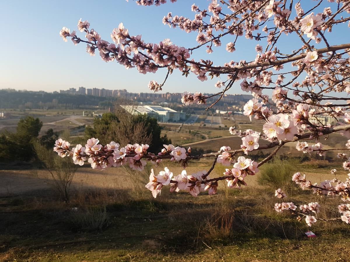 Fotos: Los almendros ya están en flor