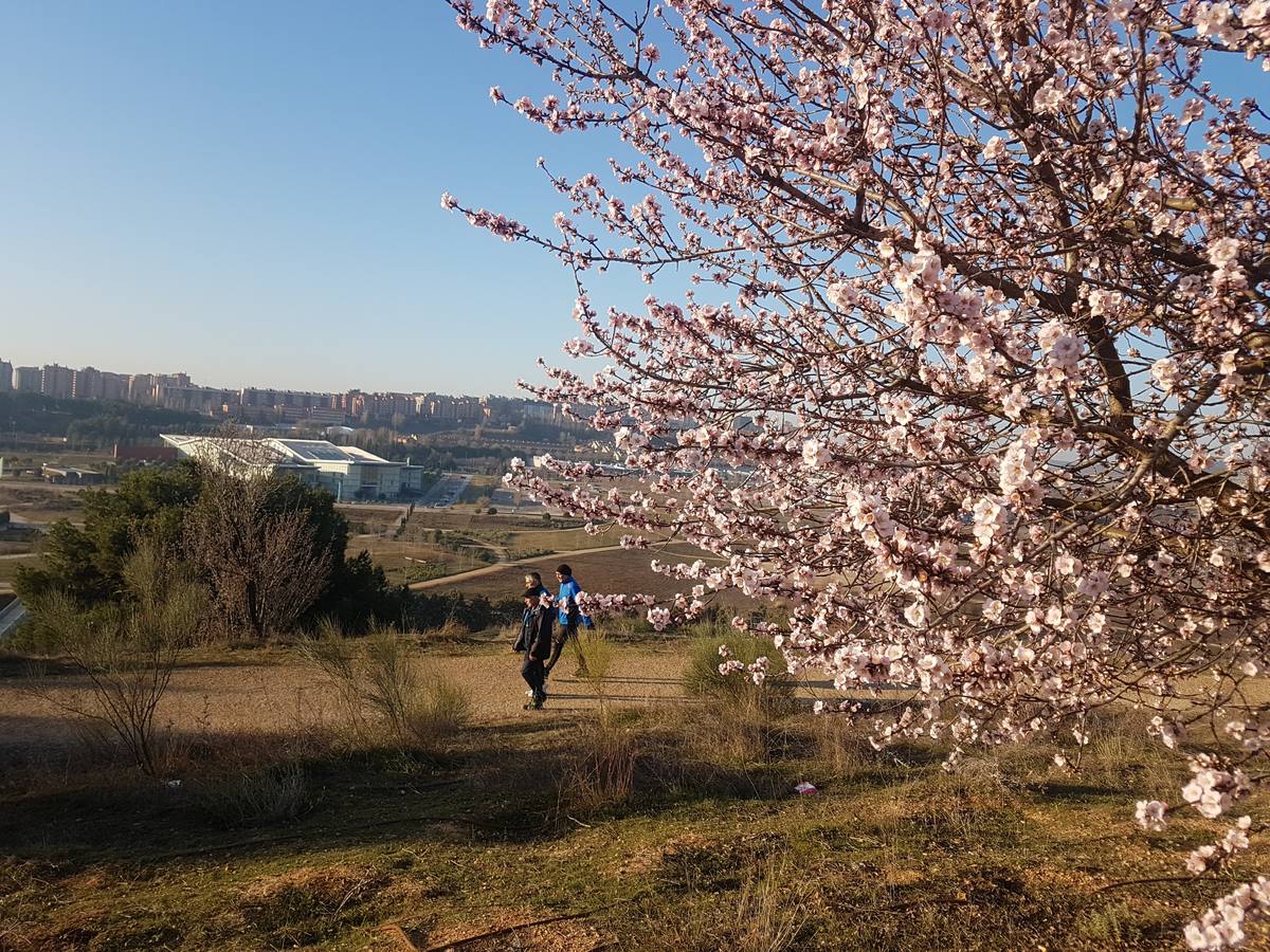 Fotos: Los almendros ya están en flor