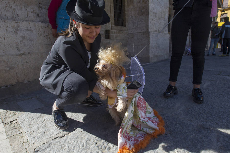 Fotos: Concurso de disfraces de mascotas en el Carnaval de Toro