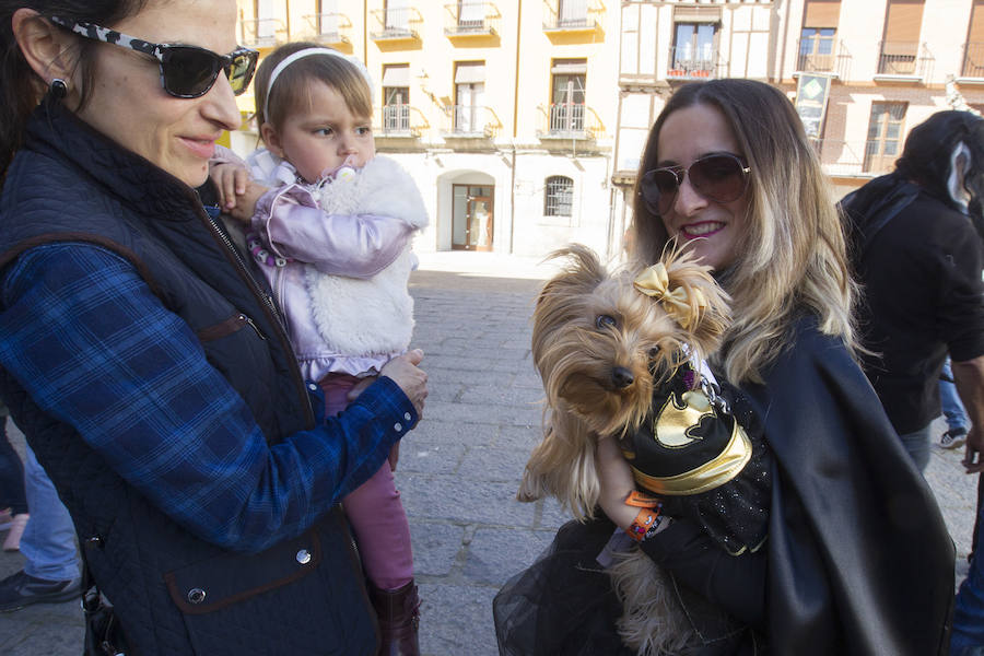 Fotos: Concurso de disfraces de mascotas en el Carnaval de Toro