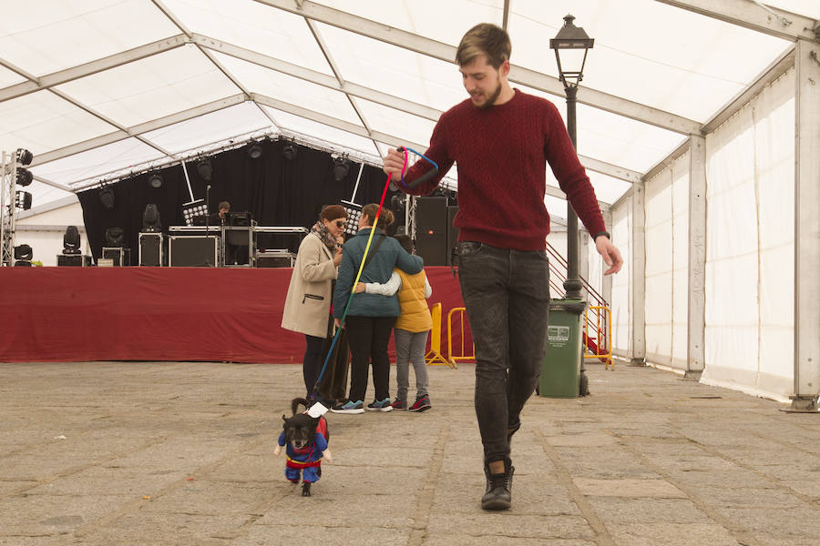 Fotos: Concurso de disfraces de mascotas en el Carnaval de Toro