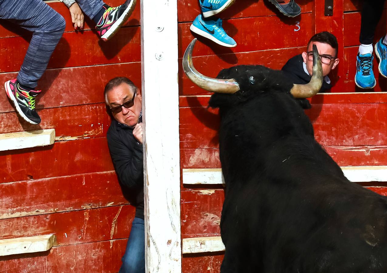 Fotos: Jornada del lunes en el Carnaval del Toro de Ciudad Rodrigo