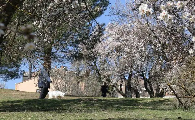 Almendros en flor por las altas temperaturas a finales de febrero en Valladolid.