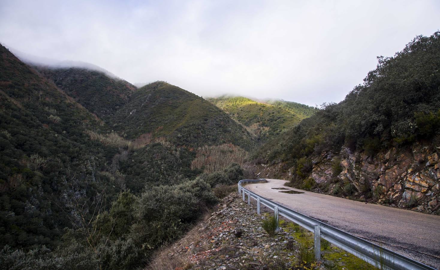 Osos y lobos, musgos y líquenes en una montaña mágica, reserva de la Biosfera, que invita a degustar su secreto profundo