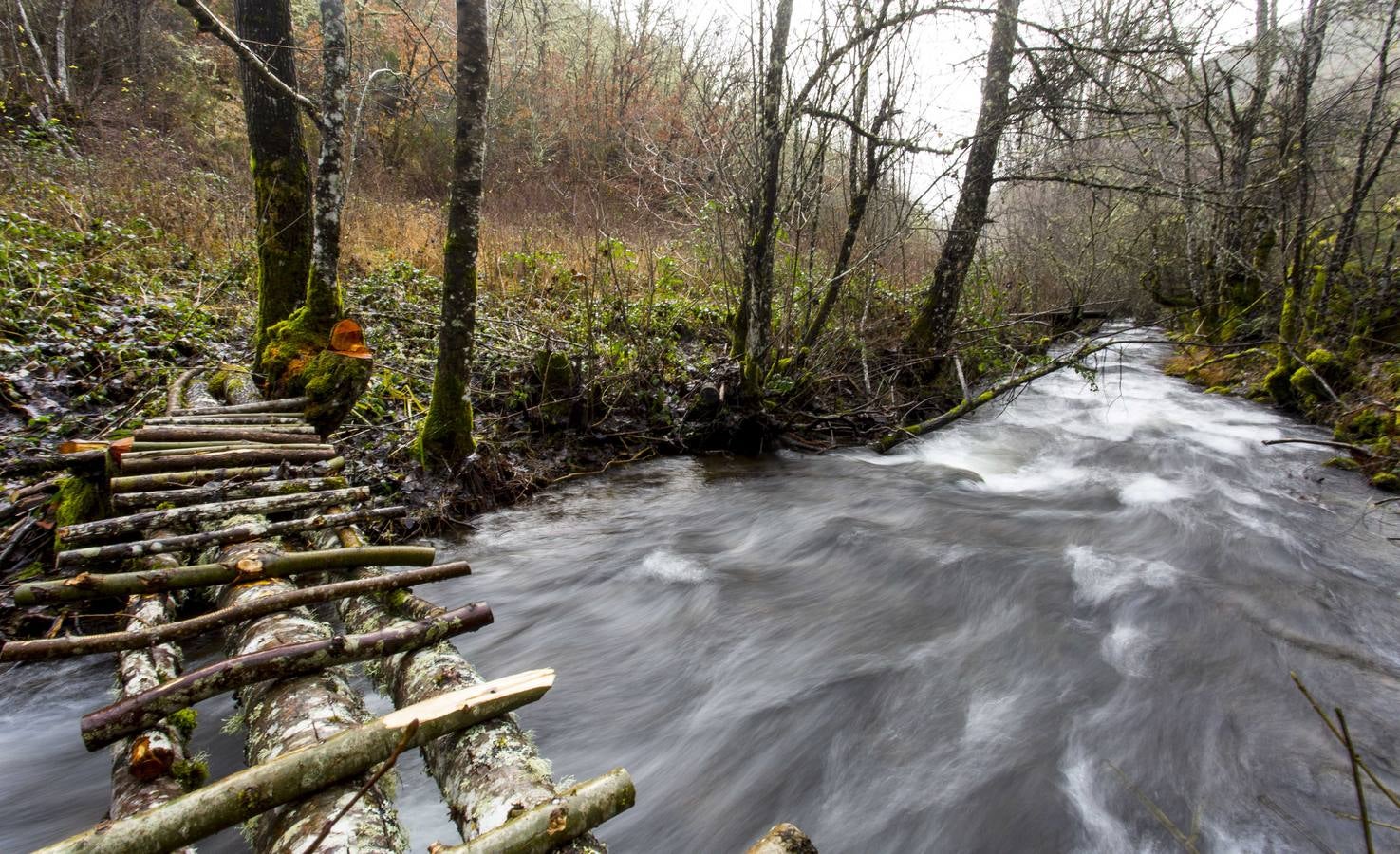 Osos y lobos, musgos y líquenes en una montaña mágica, reserva de la Biosfera, que invita a degustar su secreto profundo