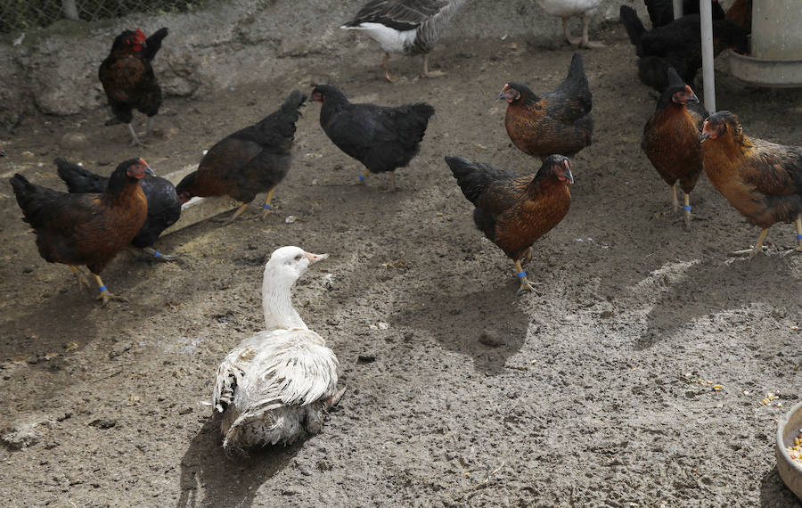 Fotos: Los bárbaros se ceban con las ocas de Miguelin
