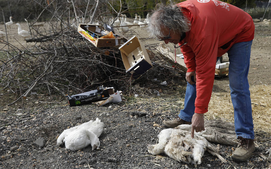 Fotos: Los bárbaros se ceban con las ocas de Miguelin