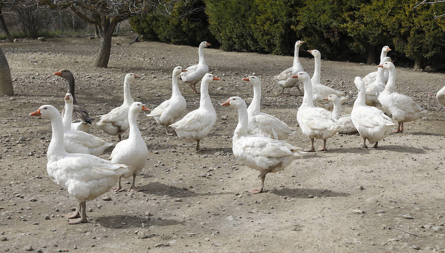 Fotos: Los bárbaros se ceban con las ocas de Miguelin
