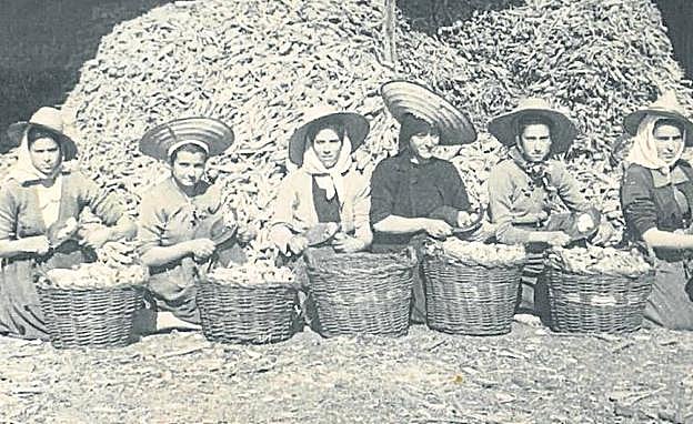 Mujeres picando achicoria en Sanchonuño en la segunda mitad del siglo XX. 