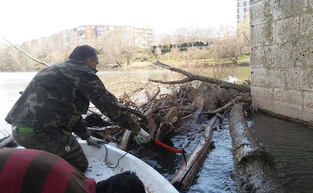 Los Amigos del Pisuerga llevan dos fines de semana -la imagen es del sábado- retirando los troncos de los pilares del puente. 