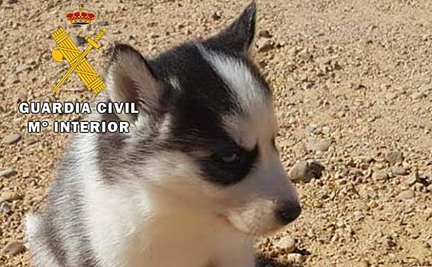 Imagen del cachorro anunciado. 