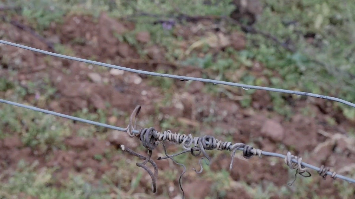 Leonoticias recorre la provincia para descubrir lo que esconden los productos de León avalados con un sello de calidad, en la primera parada conocemos la manzana reineta, la pera conferencia, la castaña, la cereza, el pimiento asado y, como no, el emblema culinario de la comarca bercina