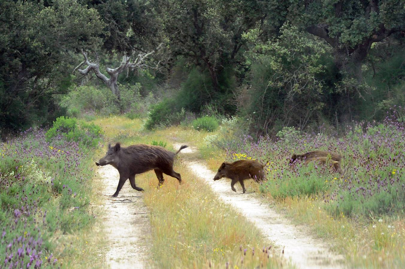 El Duero marca, entre Castronuño y Tordesillas, una deliciosa reserva natural con un catálogo de doscientas especies de aves 