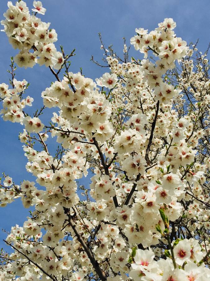 Almendros en Parquesol.