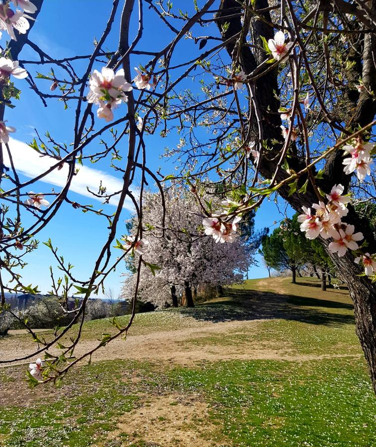 Parque de los Almendros en Parquesol.