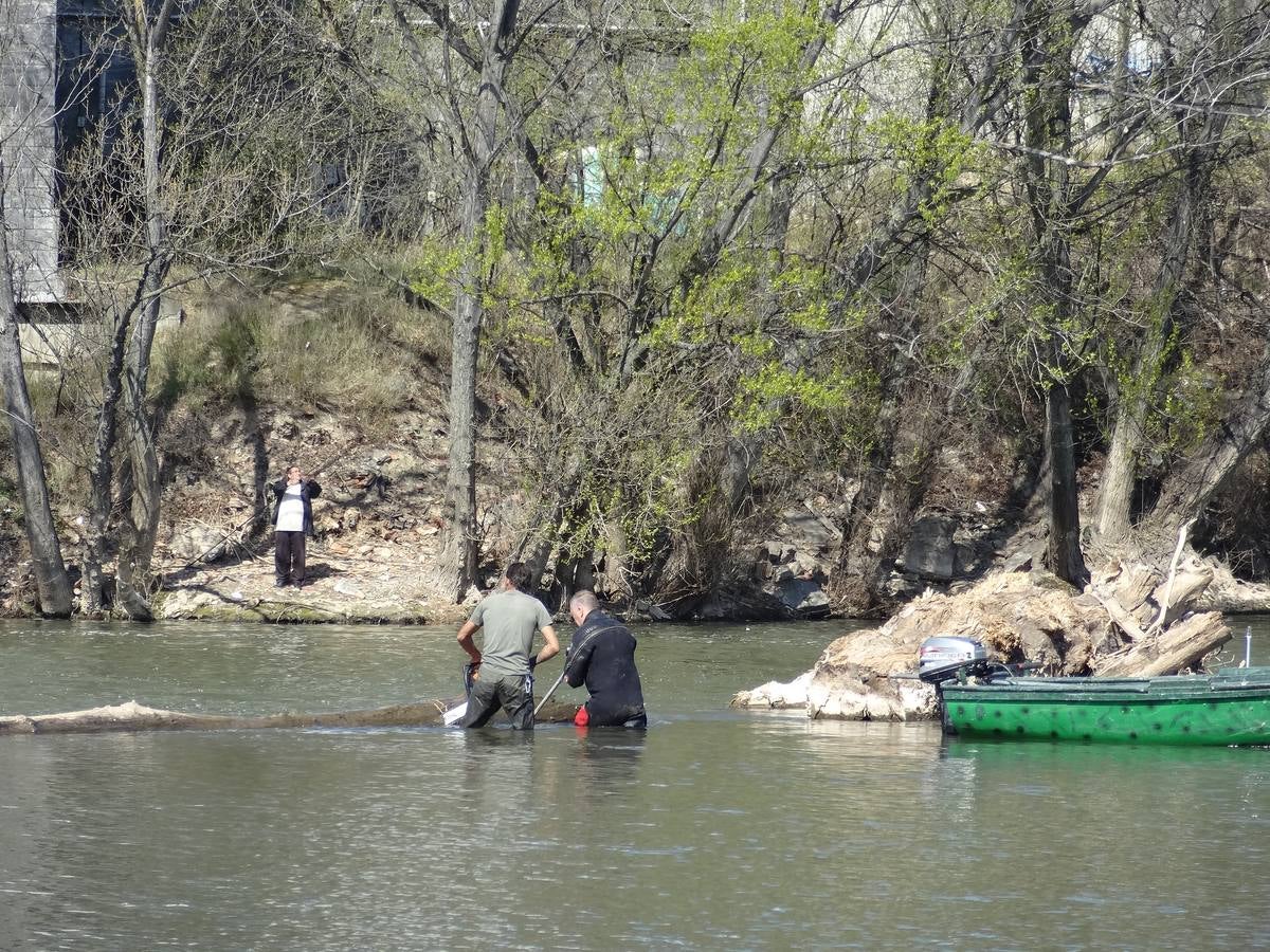 Fotos: El trabajo de los voluntarios libera de troncos los ojos del Puente Mayor de Valladolid