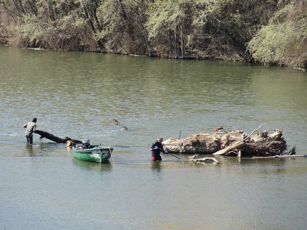 Fotos: El trabajo de los voluntarios libera de troncos los ojos del Puente Mayor de Valladolid