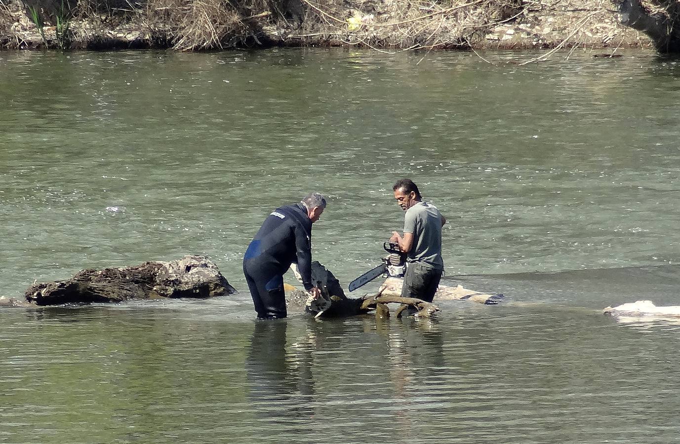 Fotos: El trabajo de los voluntarios libera de troncos los ojos del Puente Mayor de Valladolid