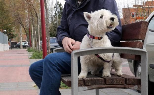 Perro West Highland Terrier, la misma raza objeto de litigio judicial. 