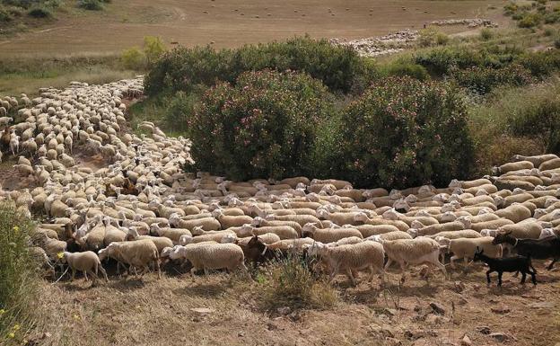 Ovejas trashumando por la vía pecuaria.