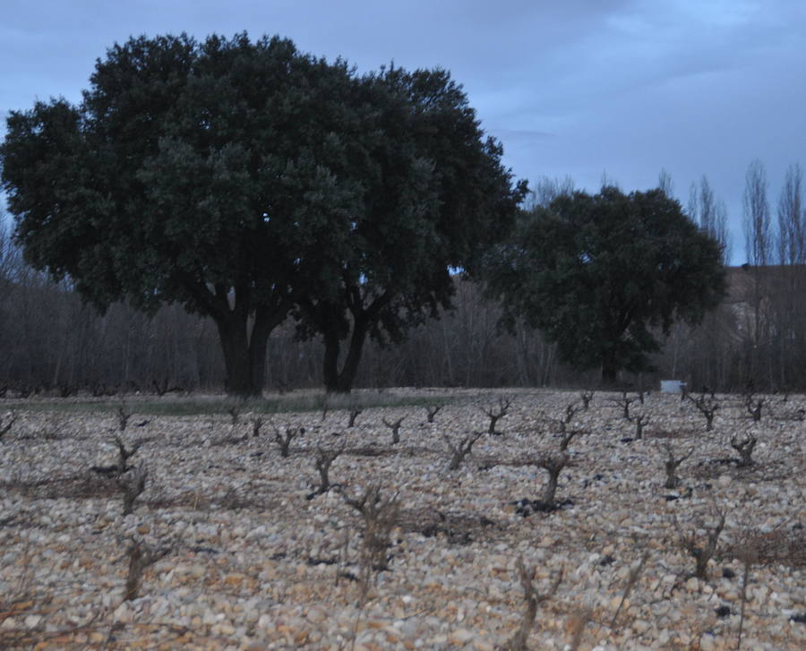 Viñedos de la bodega Fournier, en Berlangas de Roa.