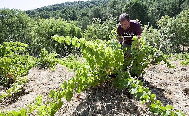 El enólogo Daniel Ramos en uno de sus viñedos de Cebreros. 
