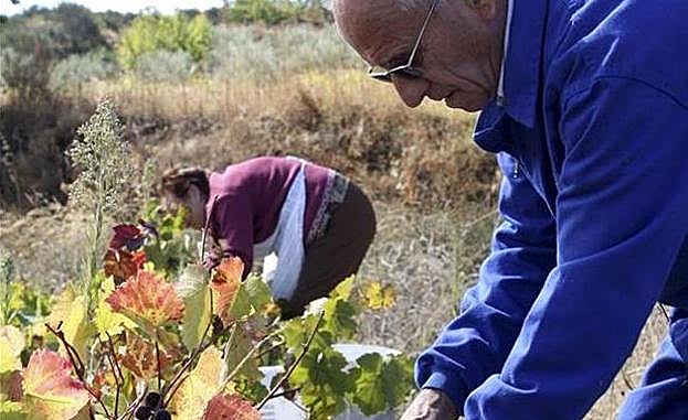 Viticultores de la Denominación de Origen Arribes. 