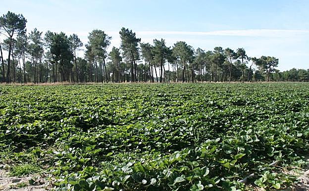 Tierra plantada y preparada para la recolección de la fresa en la comarca segoviana del Carracillo.