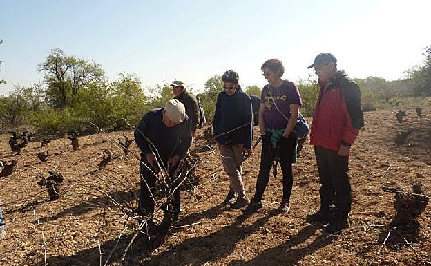 José Herrera muestra a los participantes en ExcidaMuz los secretos de la poda