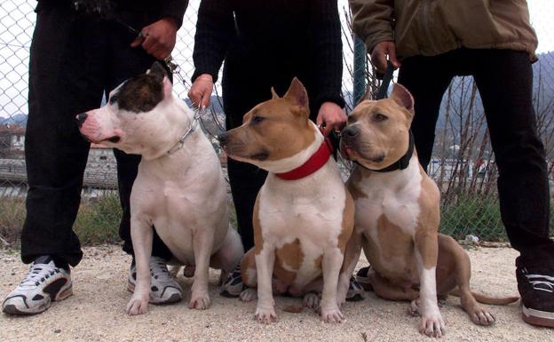 Tres ejemplares de perros pitbulls. 