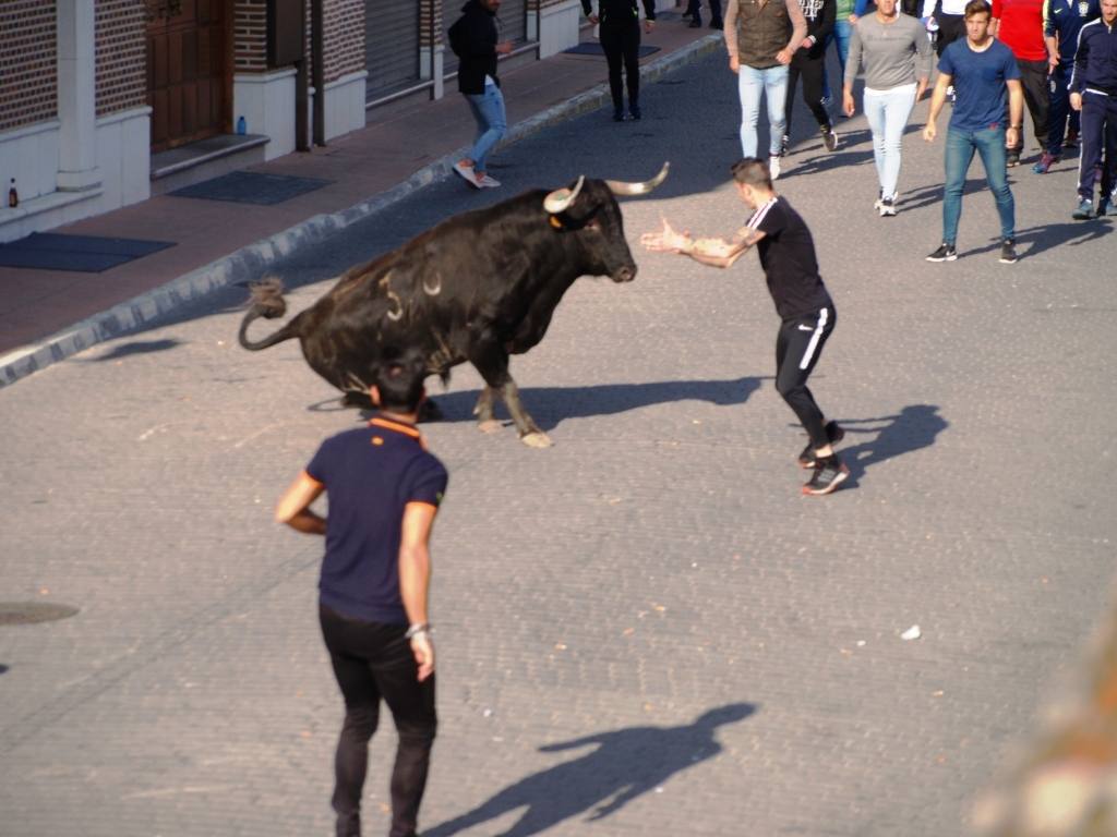 Fotos: Suelta de toros del cajón el Sábado Santo en Pedrajas de San Esteban