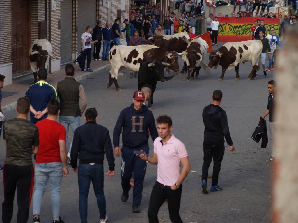 Fotos: Suelta de toros del cajón el Sábado Santo en Pedrajas de San Esteban