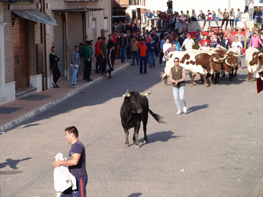 Fotos: Suelta de toros del cajón el Sábado Santo en Pedrajas de San Esteban