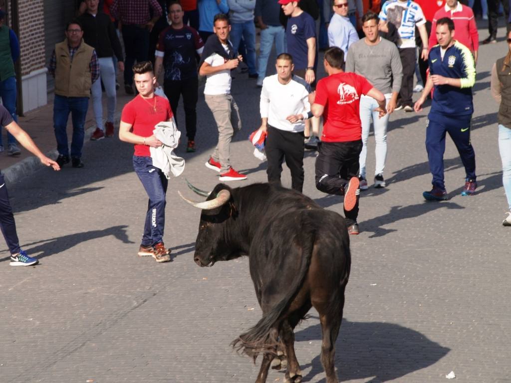 Fotos: Suelta de toros del cajón el Sábado Santo en Pedrajas de San Esteban