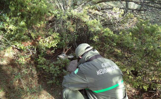 Un agente medioambiental, junto a uno de los corzos sin precinto. 