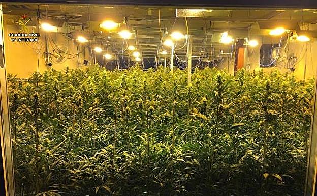 Una de las plantaciones que cuidaban las personas liberadas por la Guardia Civil.