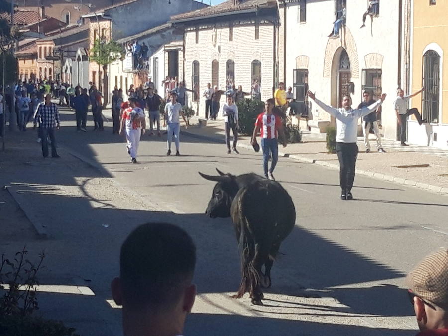 Fotos: Toro del Sarmiento en La Seca
