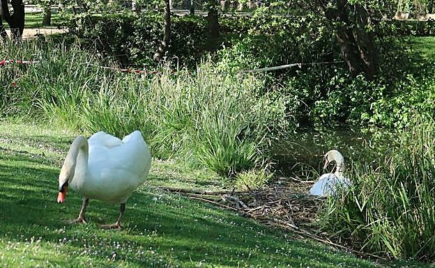 El macho hace guardia el día antes de su desaparición mientras la hembra incuba los huevos en el Parque Isla Dos Aguas. 