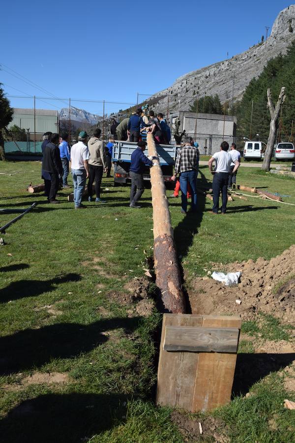 Fotos: Pinada del Mayo en Velilla del Río Carrión
