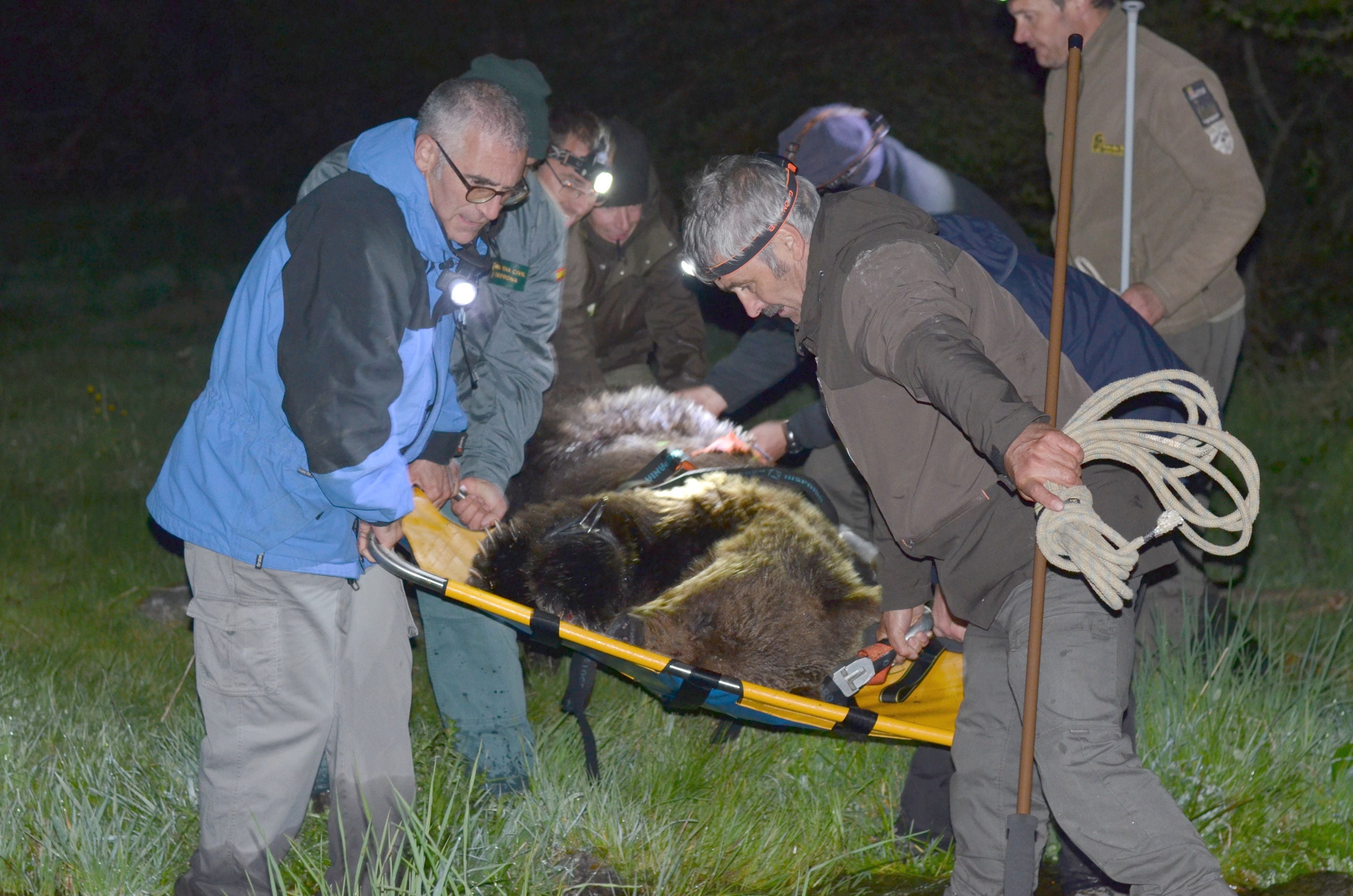 Fotos: Un oso pardo hallado en la localidad berciana de Palacios del Sil