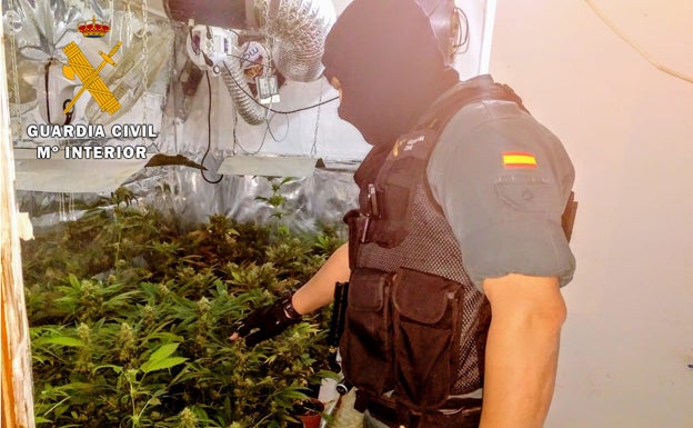 La guardia civil localiza la plantación de Marihuana en Arévalo