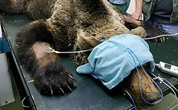 Imagen del oso en el Centro de Recuperación de Fauna Silvestre de Cantabria. 