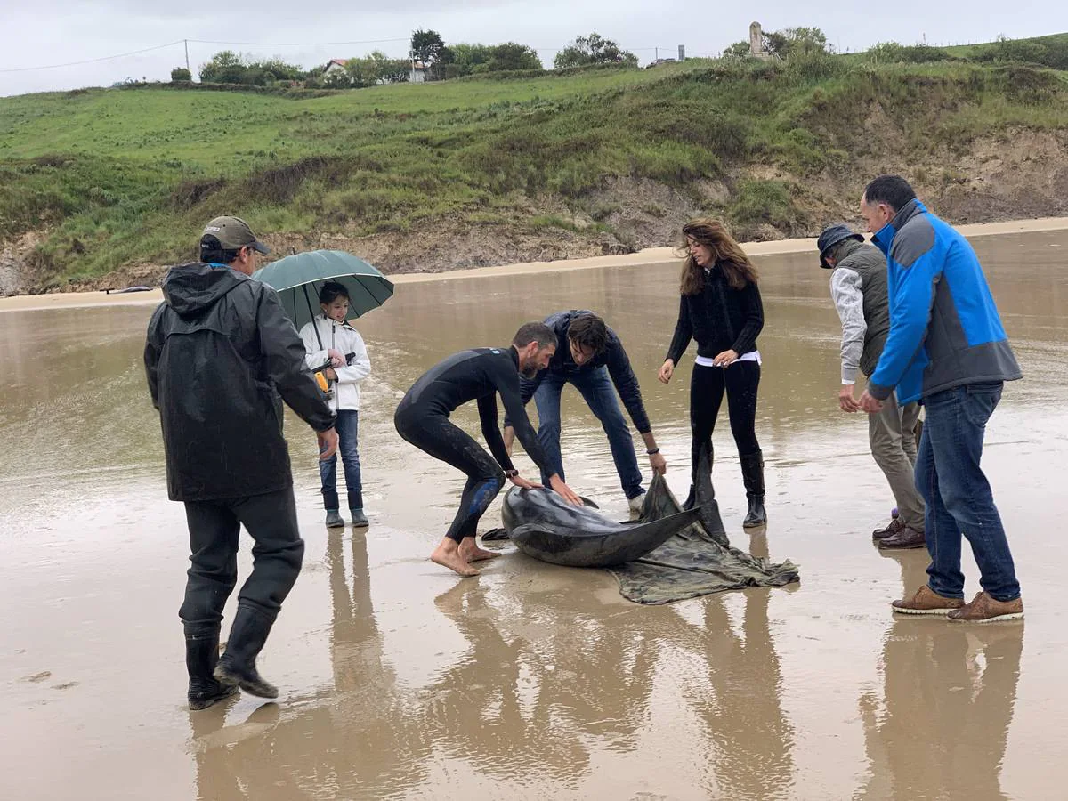 Pese a los esfuerzos de surfistas, voluntarios y agentes del Medio Natural sólo se ha podido devolver al agua con vida a tres de ellos